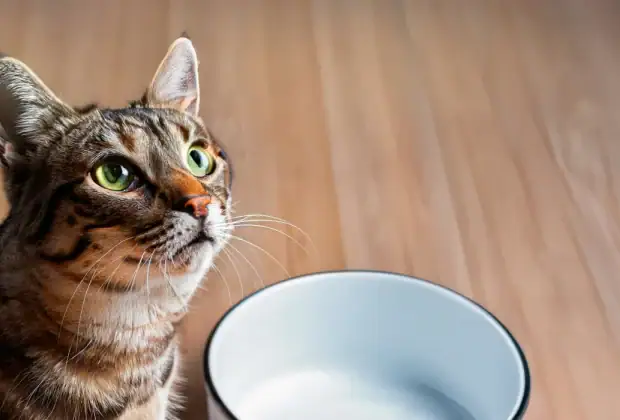 Can Cats Eat Pineapple?