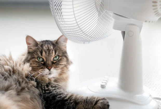 How to Cool a Cat Down