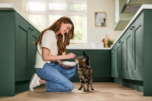 Cat showing interest in food