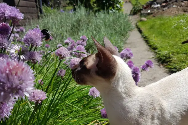 Cat sniffing flowers next to bee