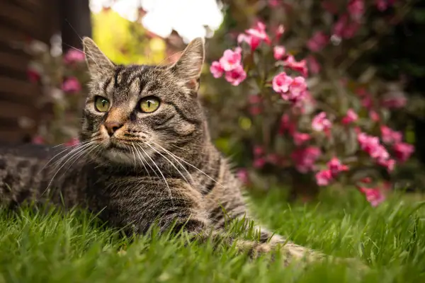 Cat in garden