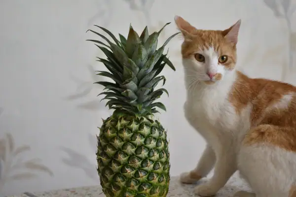 Cat next to pineapple