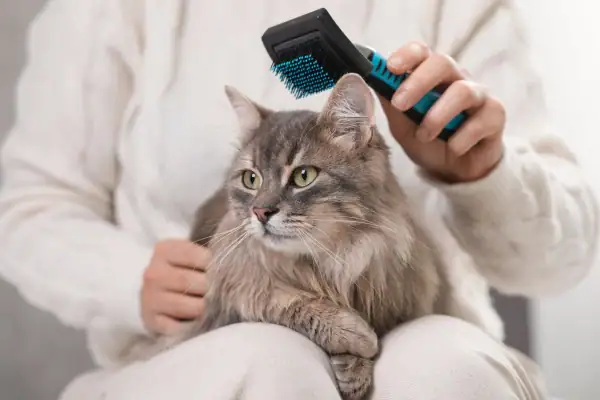 Cat being brushed