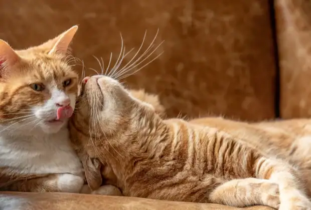 Can Cats Be Friends?