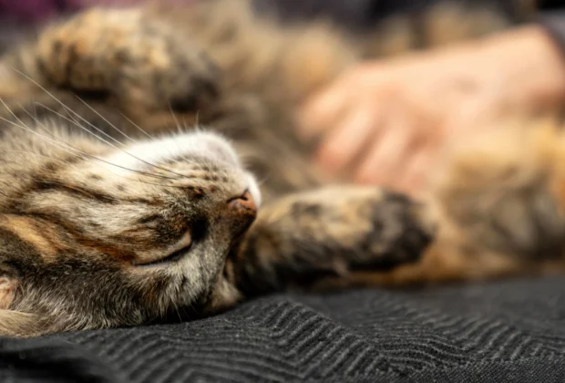 How to tell if your Cat is Stressed