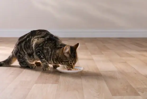 Hydrating Summer Foods for Cats