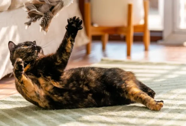 How Long Should I Play with my Cat?