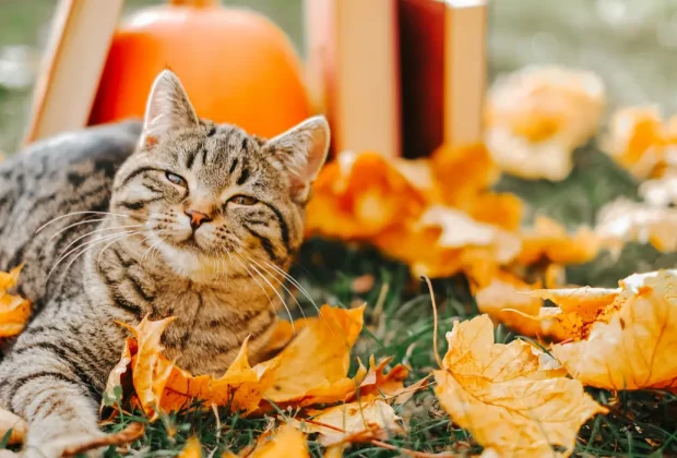 Do Cats Need a Diet Change in Autumn?