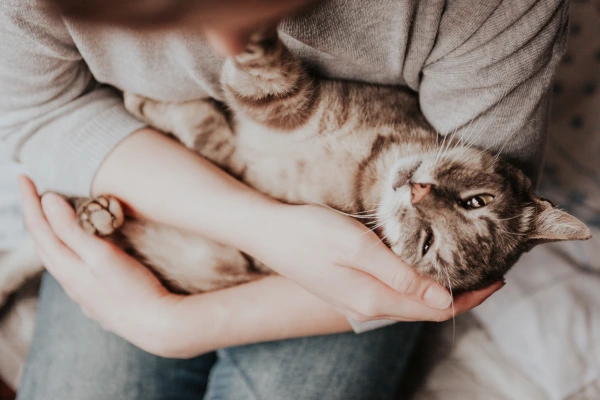 Cat being cuddled