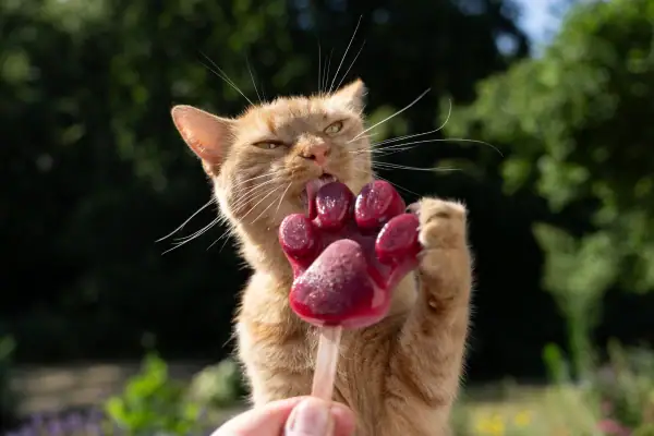 Cat with frozen lolly