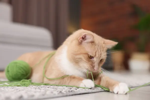 Cat playing with string
