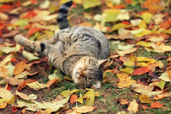 Cat rolling in leaves