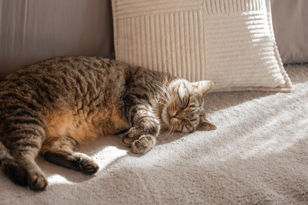 Cat sleeping