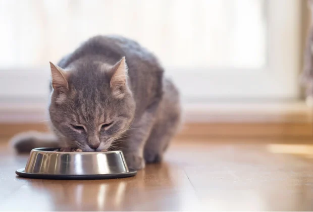 Is Salmon Good for Cats?