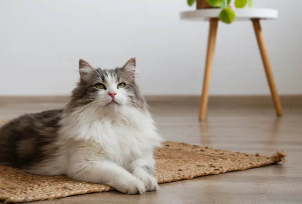Hairballs in Cats: Causes and How to Prevent Them