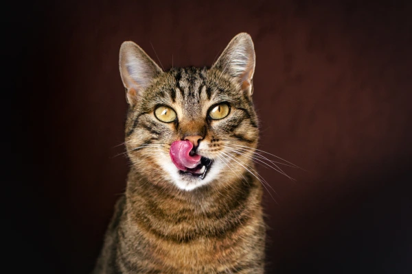 Cat licking lips