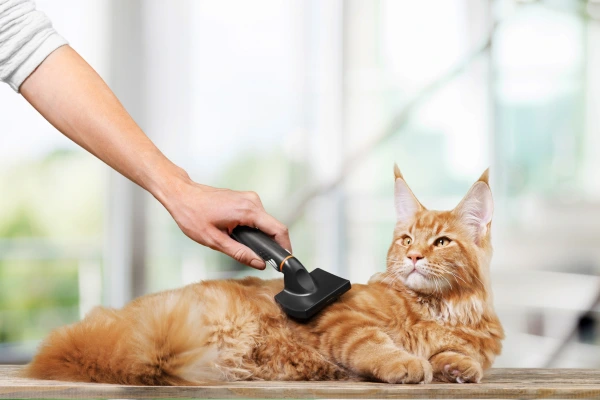 Cat being groomed